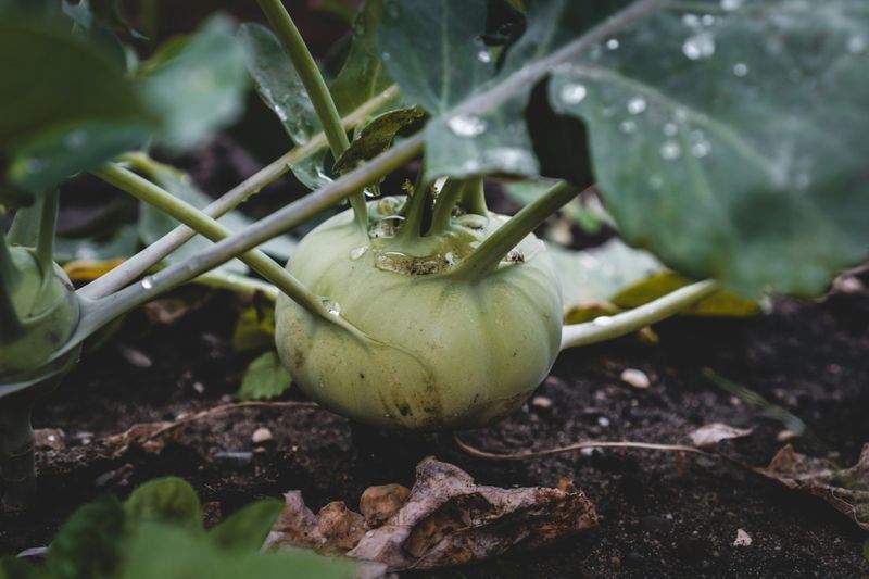 Diseño y planificación de jardines